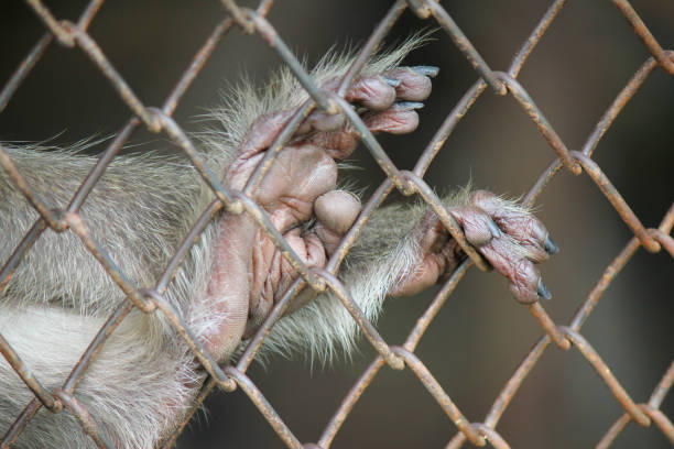 istock Animal hands in a cage want to be freedom 1177873311