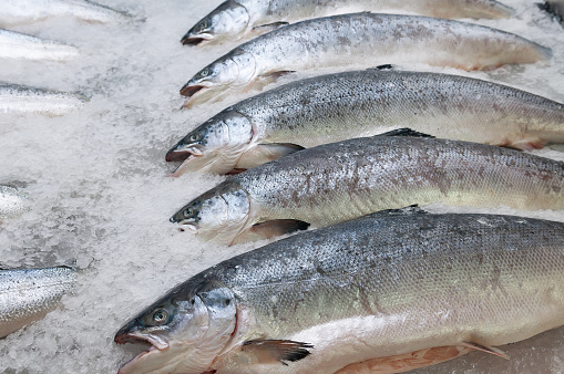 Fresh Raw Salmon Fish On Ice For Sale On Fish Market.