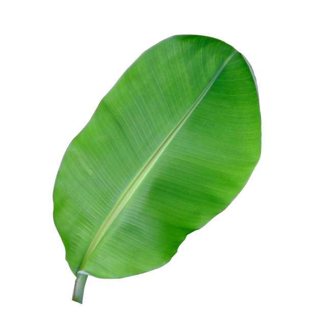 istock banana gren leaf isolated on white background with clipping path 1177875465