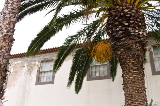 istock An isolated palm near an abandoned house (Porto Santo, Madeira, Portugal) 1177877542