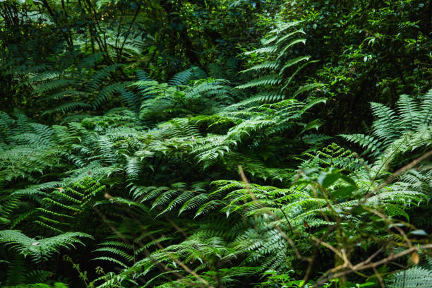 istock Fern tree on Doi Inthanon National park 1177877599