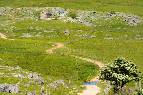 Trail through vibrant green pasture in a picturesque rural panorama.