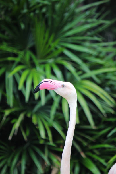istock Greater Flamingo (Phoenicopterus roseus) very beautiful bird. 1177877798