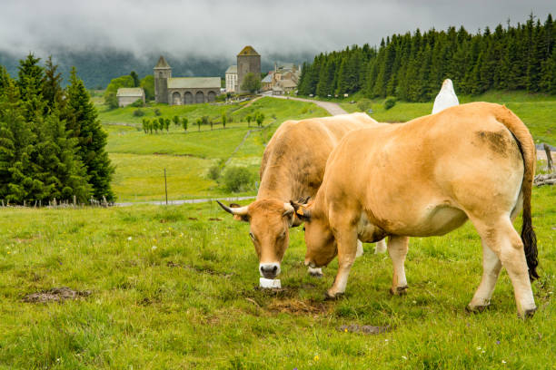 istock Cows in the countryside 1177877914