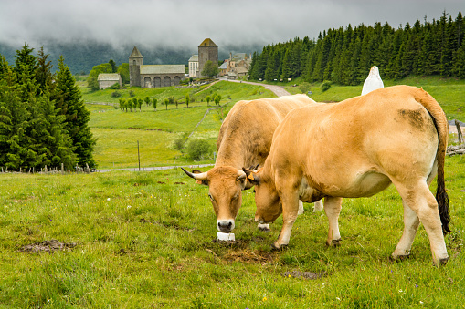 Cows in the countryside