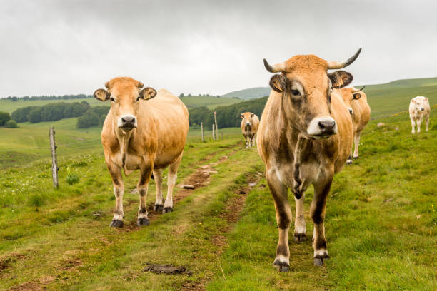 istock Cows in the countryside 1177878816