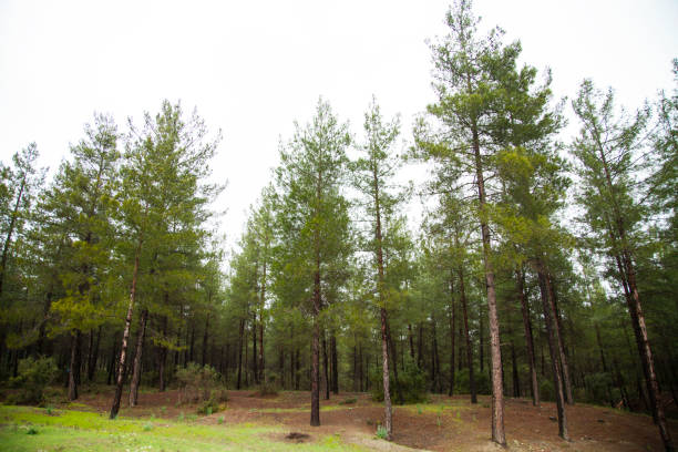 View of a High definition Tree line isolated on a white background