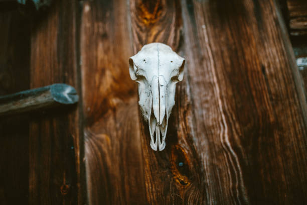 череп животного на стене - moose cabin taxidermy hunting стоковые фото и изображения