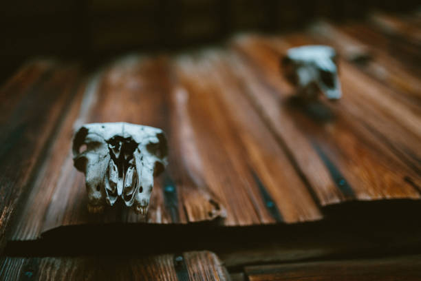 벽에 동물 두개골 - moose cabin taxidermy hunting 뉴스 사진 이미지