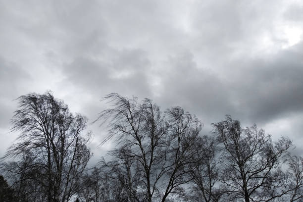 Black trees with bare branches without leaves bent under strong wind in bad cold weather.