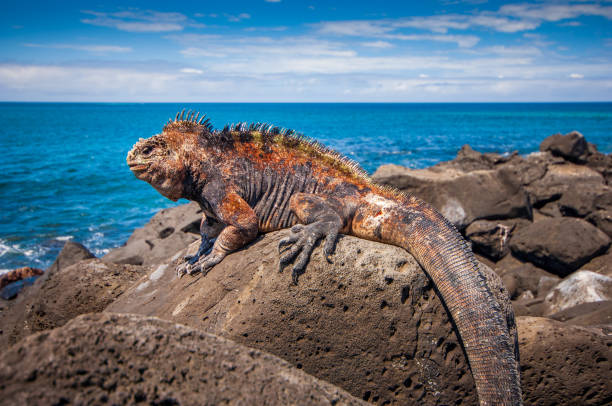 iguana marina tomar un baño de sol en las rocas en las islas galápagos san cristóbal ecuador - the nature conservancy fotografías e imágenes de stock