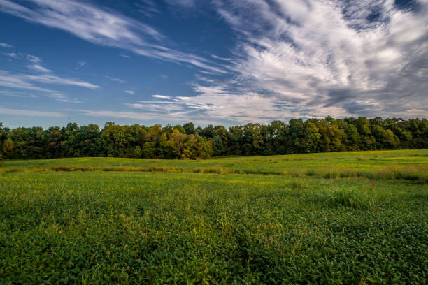 istock Field of Beans 1177882076