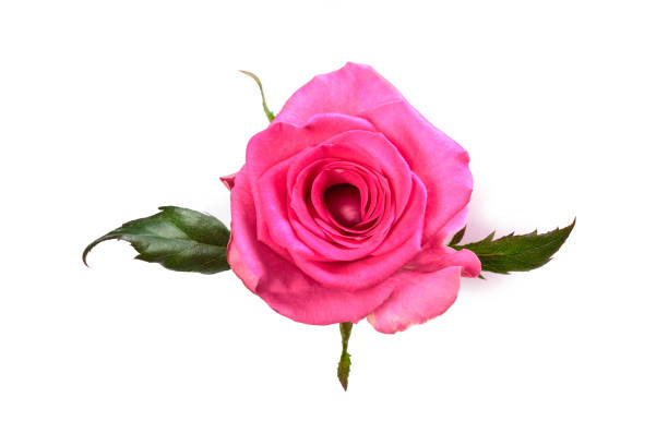 istock pink rose isolated on white background 1177882141