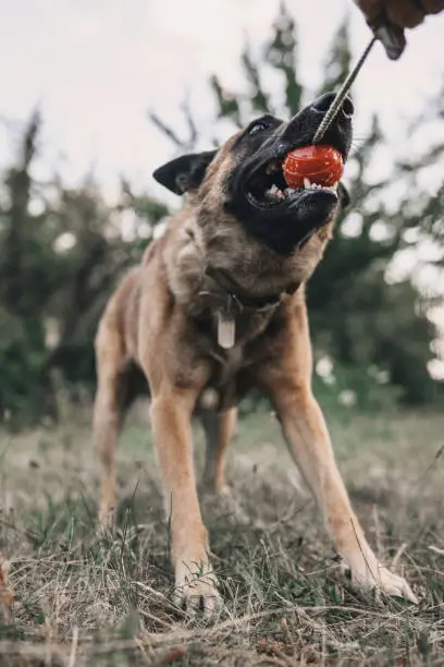 Photo of Dog training. Bites the criminal. Police dog. Belgian Malinois