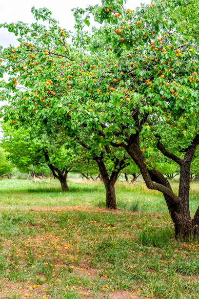 vista vertical de la fruta madura de los albaricoques podridos en el suelo y colgando de un árbol en un huerto en verano en el monumento nacional capitol reef en utah - 16324 fotografías e imágenes de stock