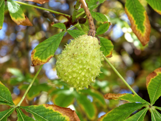 istock Chestnut tree, green leaves, close-up 1177883426