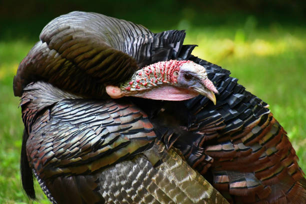 Reaching for perfection Tom turkey preening hard-to-reach parts of his body preening stock pictures, royalty-free photos & images