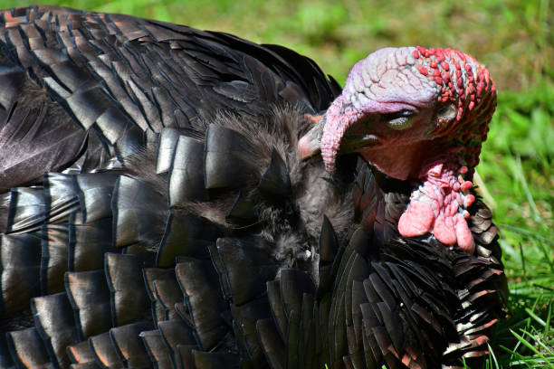 Feather duster Wild turkey removing dust, dirt and dander from his downy feathers preening stock pictures, royalty-free photos & images