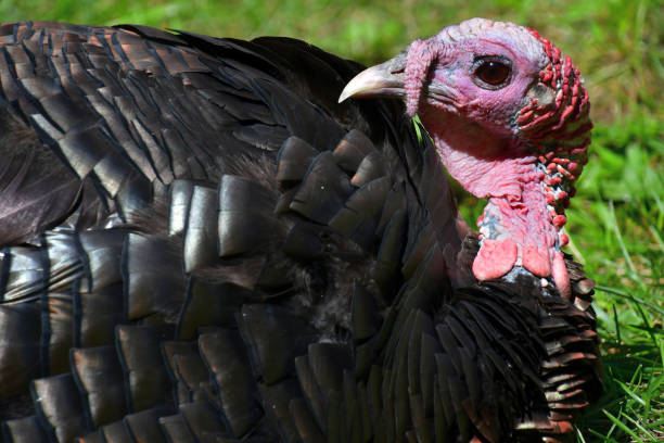 istock What are you looking at? 1177883537