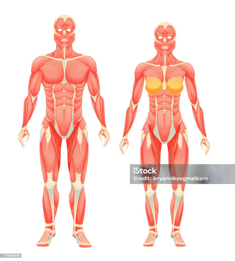 여성과 남성의 인체 근육 시스템의 해부학 구조 근육질 체격에 대한 스톡 벡터 아트 및 기타 이미지 - 근육질 체격, 다이어그램, 근육  - Istock