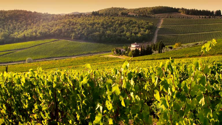 beautiful green vineyards in an amazing Tuscan landscape at sunset, on a sunny day. Italy.