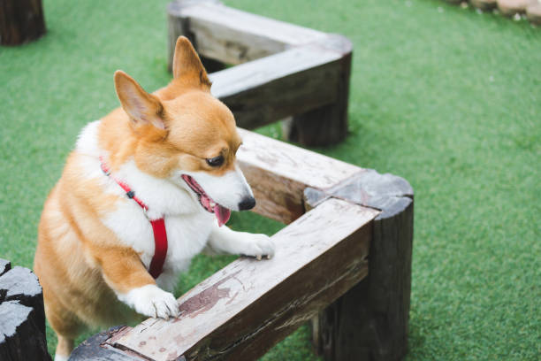 Happy Welsh Corgi Pembroke dog playing playground on grass field in dog park