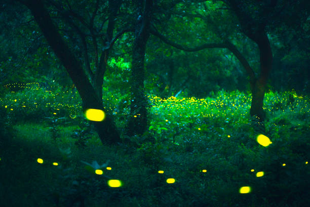 istock Bokeh light of firefly in forest 1177886249