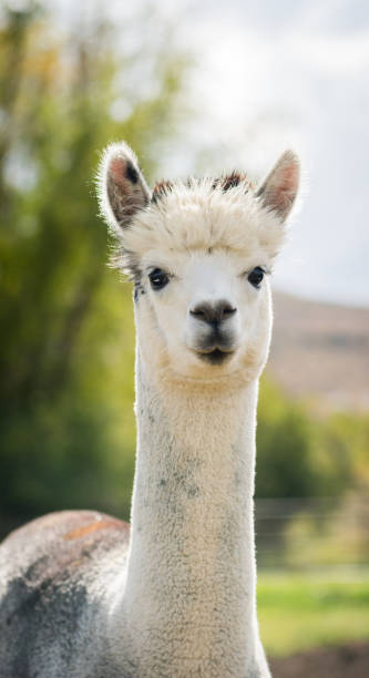 istock Alpaca neck and body 1177888884