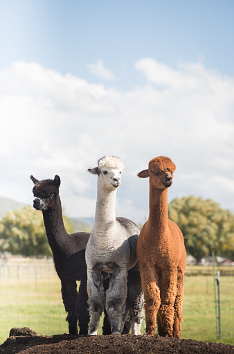 Portrait of a brown funny alpaca on the background of green trees