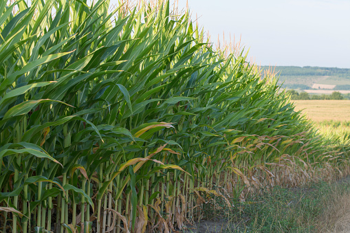 Corn grows in the field. Harvest corn ripening. Organic farming.
