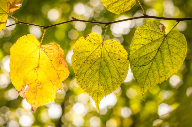 istock A branch with three yellowing leaves in the fall. 1177889464