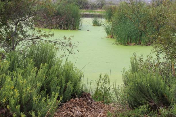 The Ballona Freshwater Marsh of Playa Del Rey provides habitat for numerous indigenous ecological species, a rare natural reprieve surrounded by highly urbanized areas.