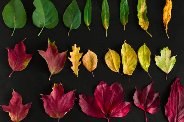 istock multicolored autumn leaves gradient layout   on a black background, fall seasonal natural art wallpaper 1177890828