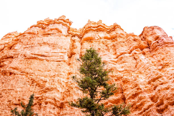 vue basse d'angle de paysage des formations et des arbres oranges de roche de hoodoos au parc national de bryce canyon dans le sentier de boucle de jardin de l'utah de queens - 16377 photos et images de collection