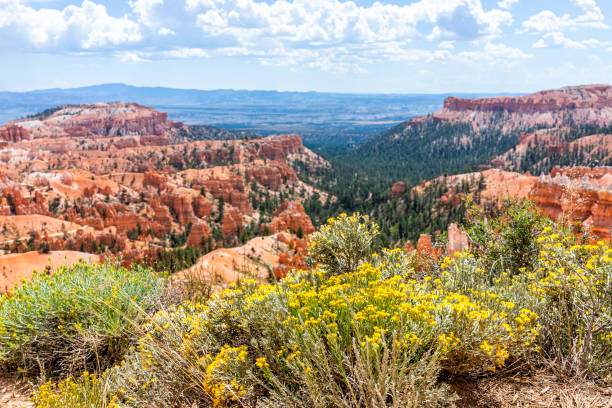 Landscape high angle view from Sunset Point Overlook cliff edge at Bryce Canyon National Park in Utah with yellow flowers in foreground during day Landscape high angle view from Sunset Point Overlook cliff edge at Bryce Canyon National Park in Utah with yellow flowers in foreground during day rabbit brush stock pictures, royalty-free photos & images