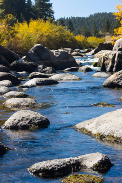 autunno sul fiume south platte - vertical forest national forest woods foto e immagini stock