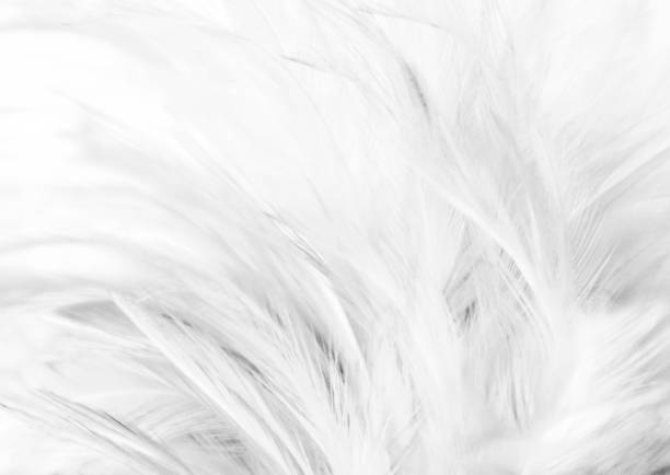 istock Beautiful closeup textures abstract colorful gray and white feathers and light gray pattern feather wallpaper and background 1177892677