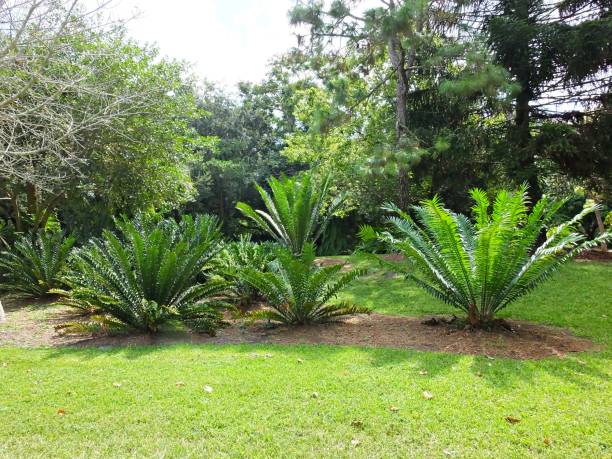 istock Cycads (Cycadophyta) - bunch of plants 1177893346