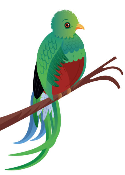 Quetzal Birds Vector Quetzal trogon stock illustrations