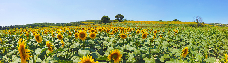 Sunflower Field Panorama