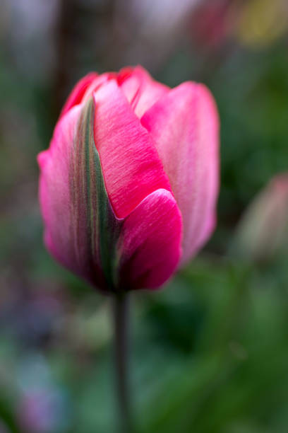 istock dreamy little tulip , shallow depth of field 1177893555