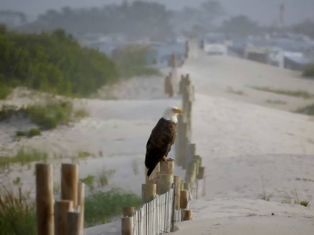 Bald Eagle at the Beach A mature male bald eagle perching on a snow fence along the beach at Assateague Island National Seashore looking out to sea eastern shore sand sand dune beach stock pictures, royalty-free photos & images