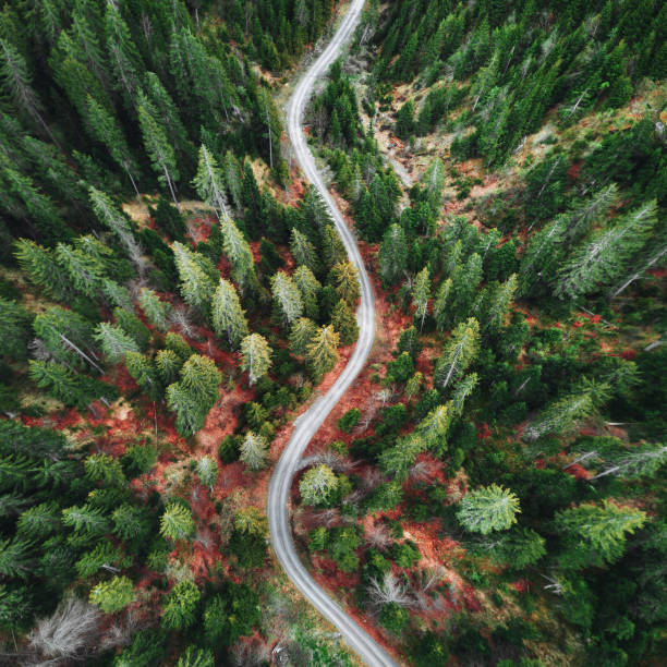 istock green forest in switzerland 1177894160