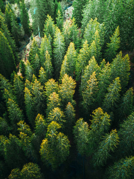 pine tree forest in switzerland pine tree forest in switzerland lumber industry photos stock pictures, royalty-free photos & images