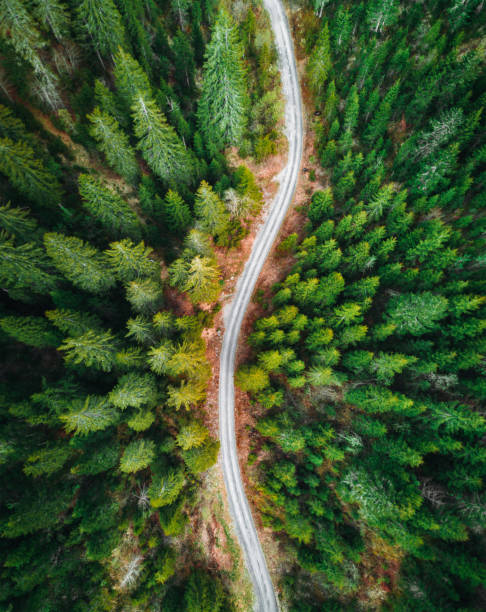 istock green forest in switzerland 1177894309