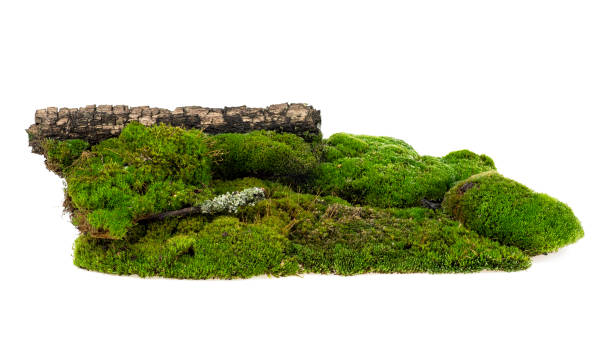 istock Green forest moss on rotten tree branch, white background. 1177894456
