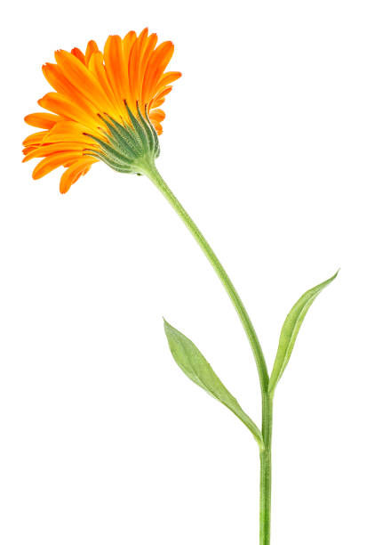 istock Calendula flower isolated on white background. Medicinal plant. Back side. 1177894466