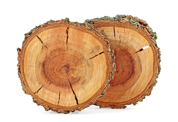 istock Apricot wood texture. Tree slices with growth rings isolated on white background. Selective focus. 1177894993