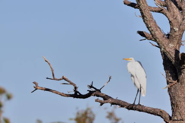 Migrating Great Egret Perched A migrating great egret has stopped in the Assateague Island National Seashore to rest on its way to Florida for the winter and is posing nicely on a dead tree. assateague island national seashore photos stock pictures, royalty-free photos & images