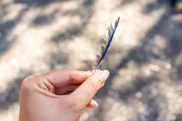 Closeup of hand holding one blue stellar jay bird feather in North Campground in Bryce Canyon National Park